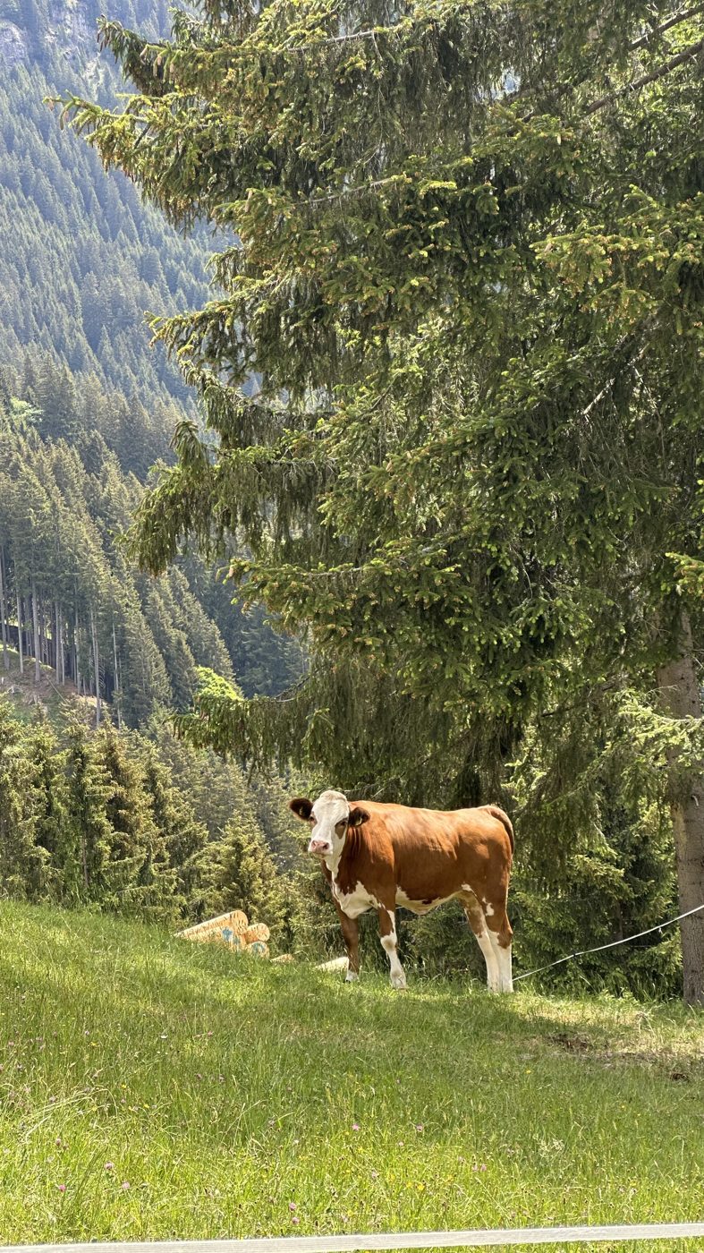 A cow in the alpine meadow